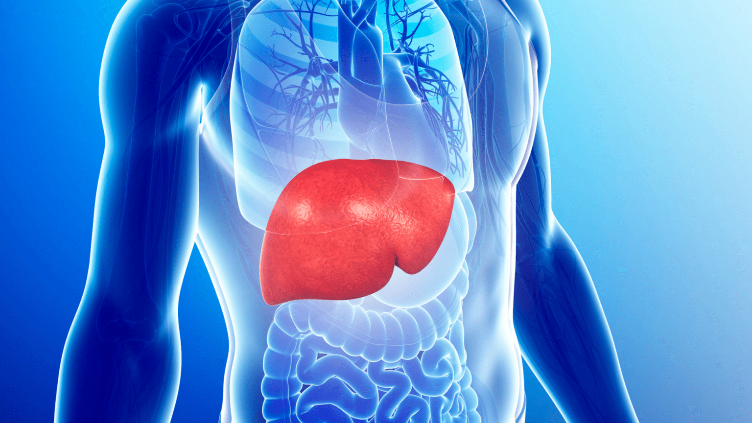 Liver